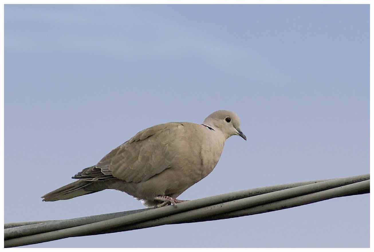 Streptopelia decaocto  In Love